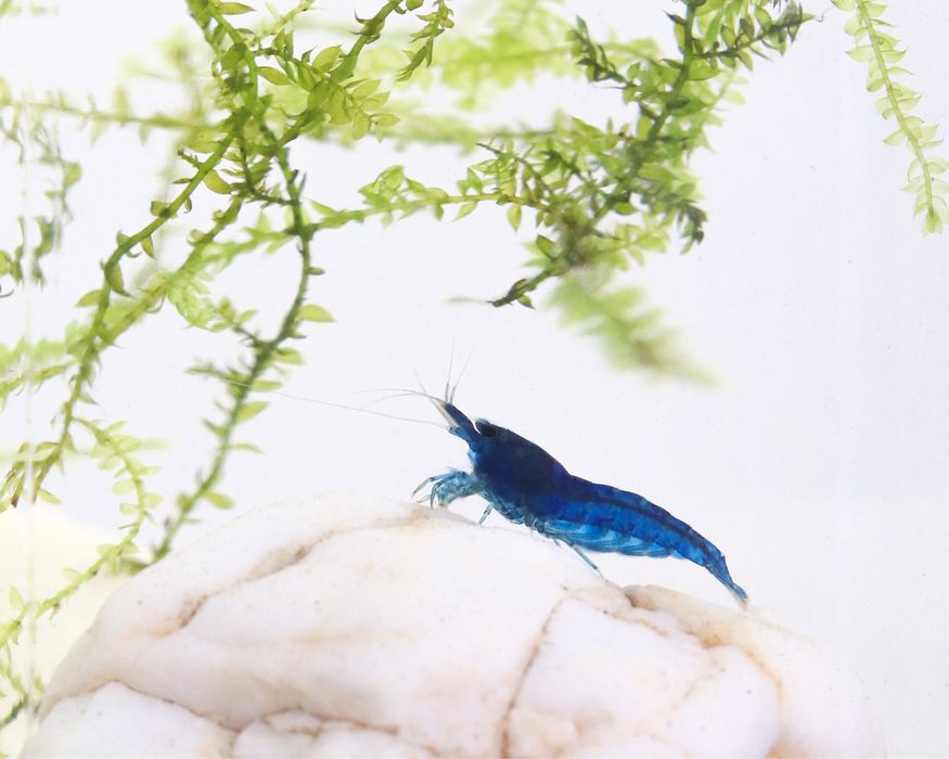 Plantas de aquário e Camarões