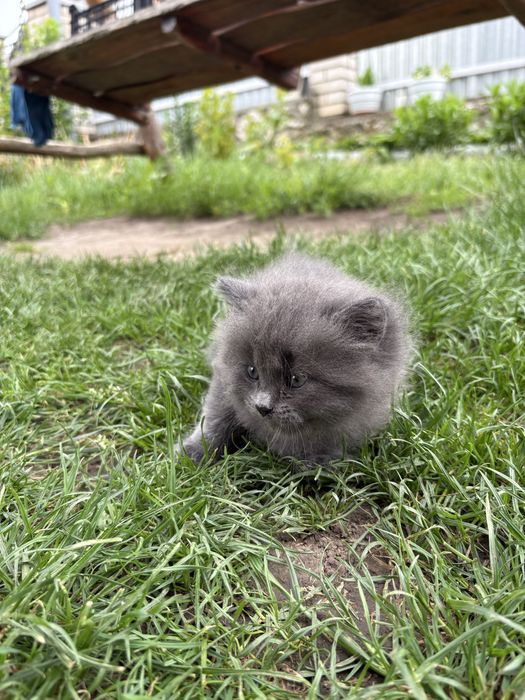 Відамо кошення в добрі руки