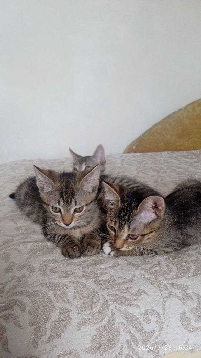 Воспитанные котята ищут дом