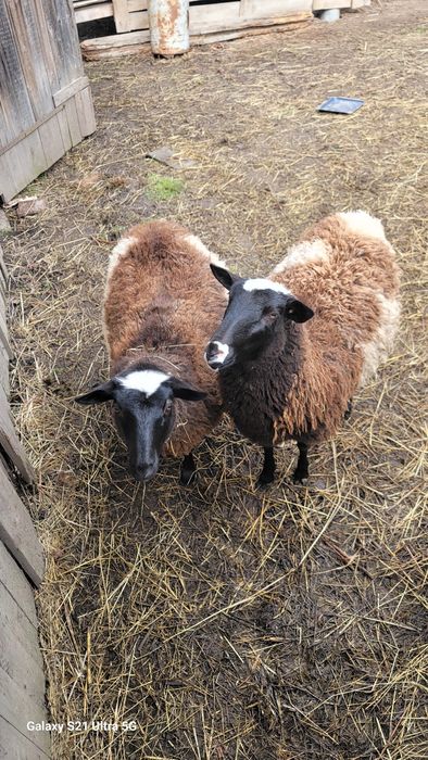 дорпер з романівською овечки