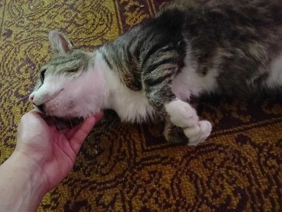 Skrzypek,kocia dobroć czeka na adopcję.