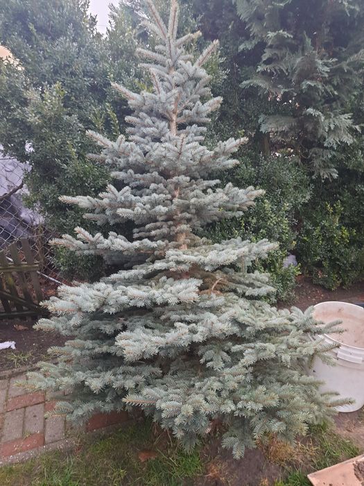 Choinki  żywe srebrne, jodły  kaukazkie,jemioła