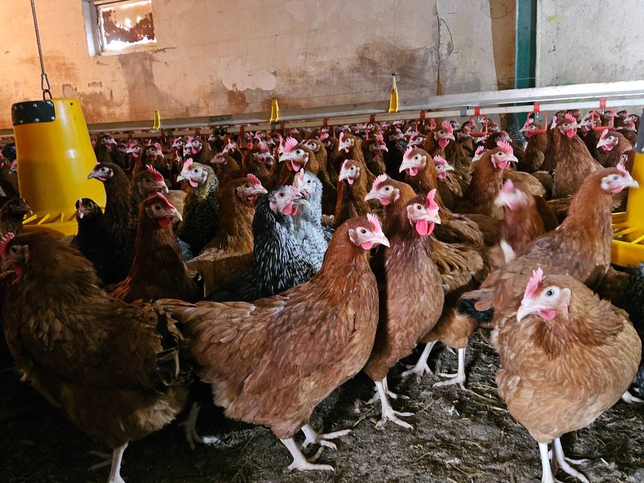 Rosa Kurka Nioska idealna na jajka