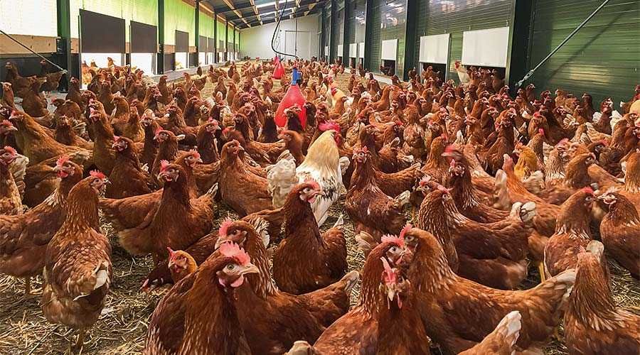 KURY NIOSKI  z wolnego wybiegu ! Tetra Messa Lohmann Leghorn !