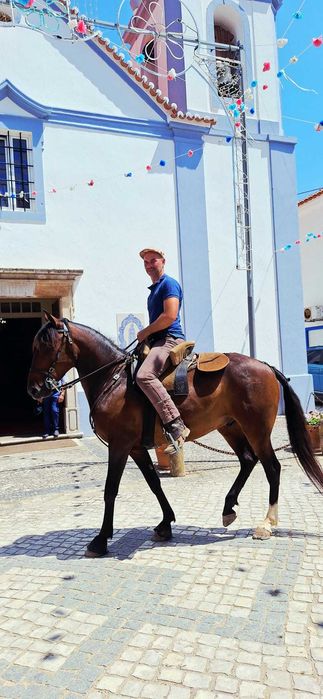 Cavalo montado e engatado 5 anos