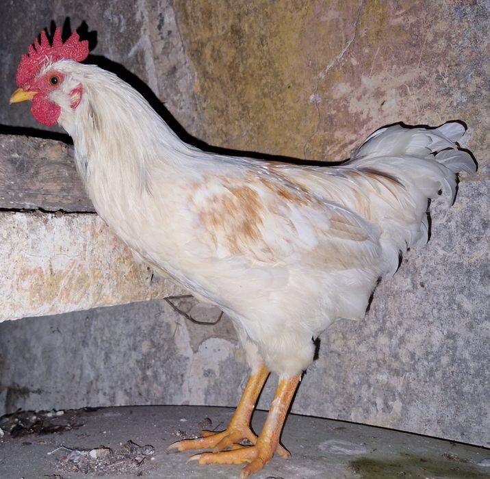 Troco 2 Galos  "Chines" Garnize por frangas ou galinhas por ovos