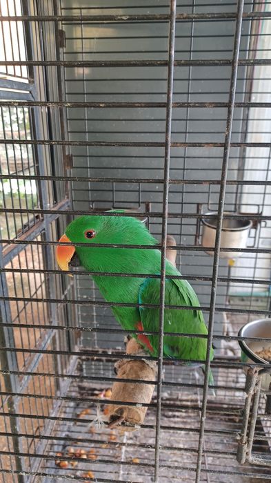 Tenho para venda um ecletu