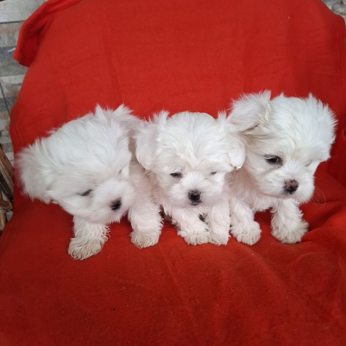 Maltańczyk piesek rodowód +wyprawka