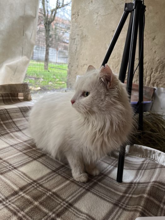 біла лагідна кішечка кіт кішка киця в добрі руки  1 рік стерилізована