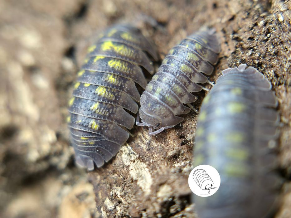 Isopody, prosionki Armadillidium Granulatum Lemon