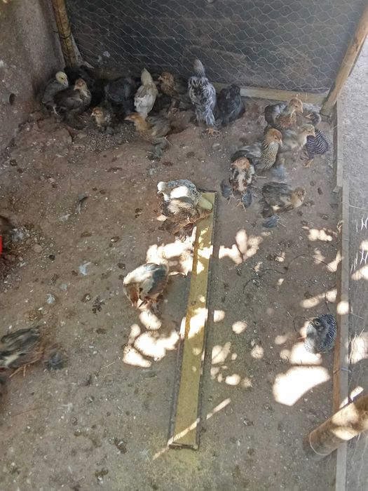 Cedo pintos brahama puros , machos e fêmeas