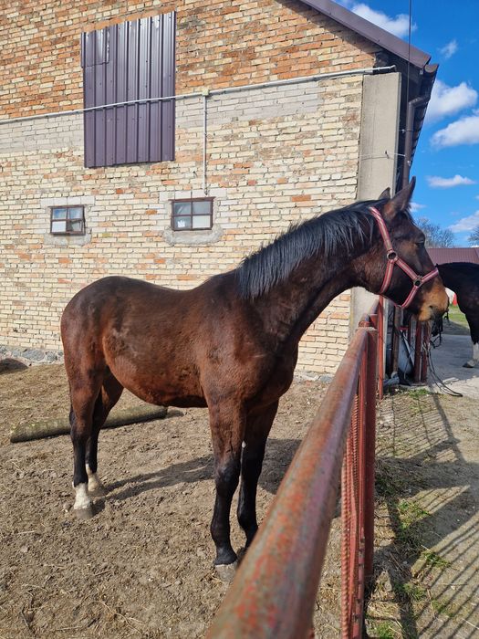 Wałach śląski bardzo spokojny