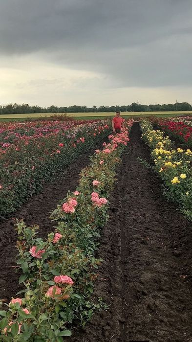 Продам саджанці  троянд наборами від 10 шт