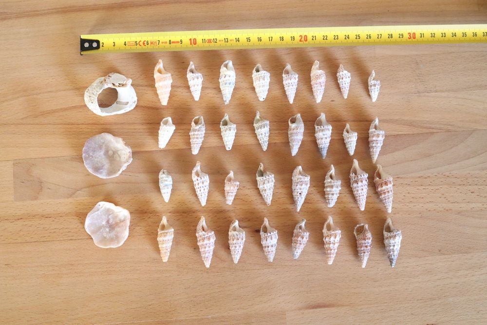 Conjunto 32 búzios e 3 conchas