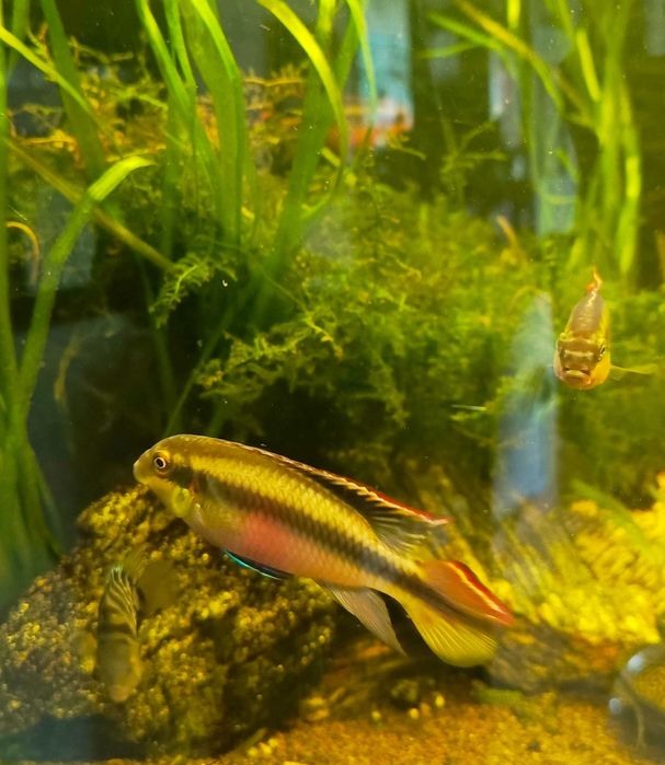 Sprzedam Rybki - Pielęgnica Zebra, Barwniak czerwonobrzuchy