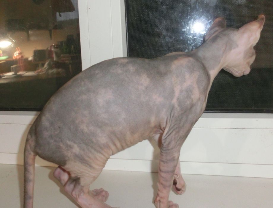 Ельф дівчинка канадський сфінкс