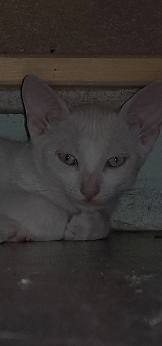 Gatos para adoção