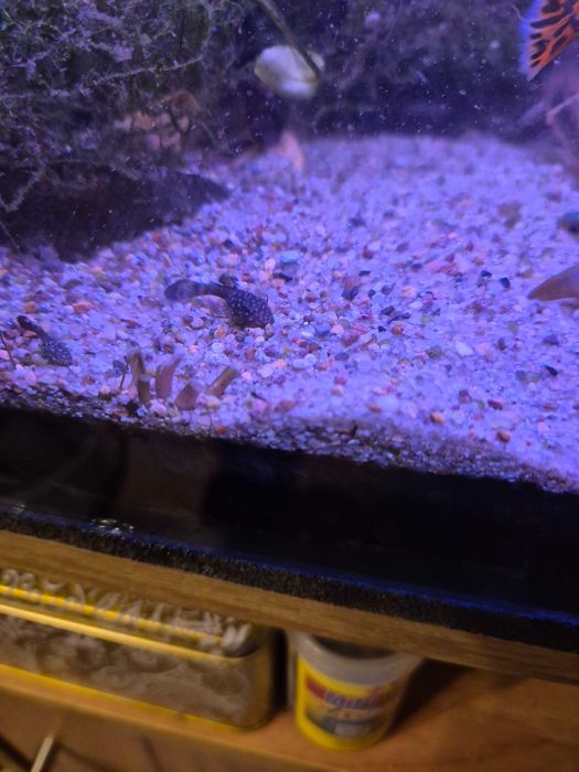 Zbroiniki z własnej hodowli