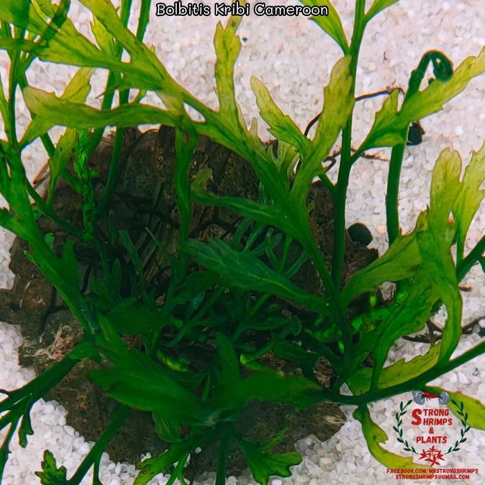 Bolbitis Kribi Cameroon Rarytas