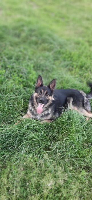 Віддам у добрі руки німецьку вівчарку