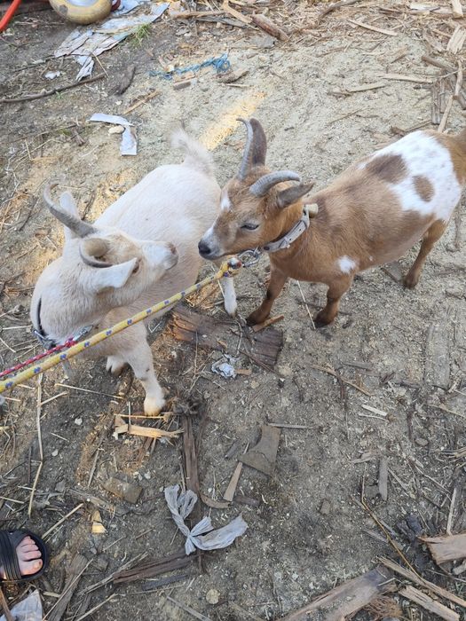Cabras micro anãs
