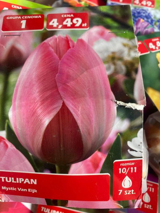 Тюльпани 60 грн пачка