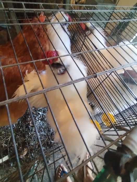 Vendo galos sedosa
