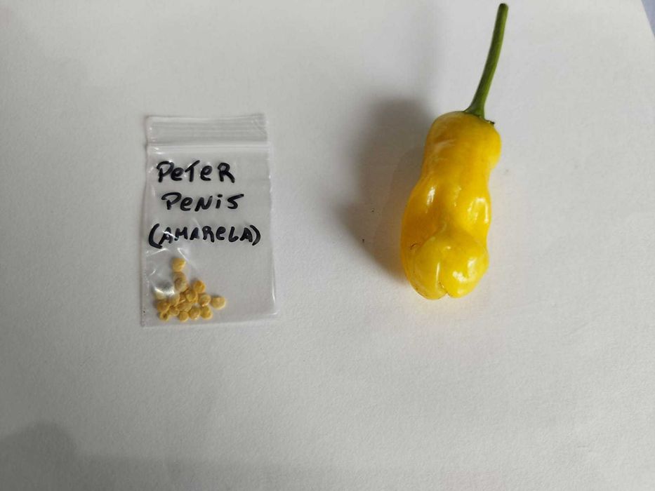 Varios Tipos de Sementes de Pimentas Picante