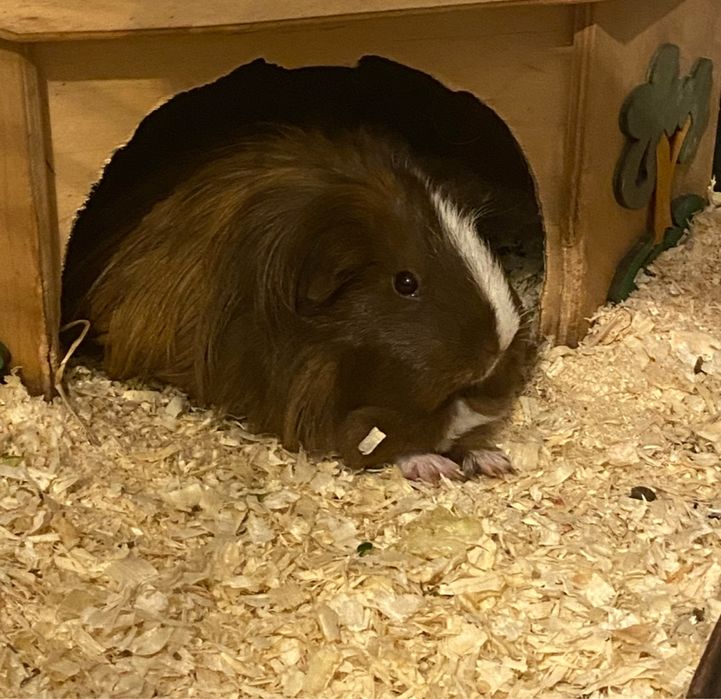 2 Swinki morskie z wyposażeniem