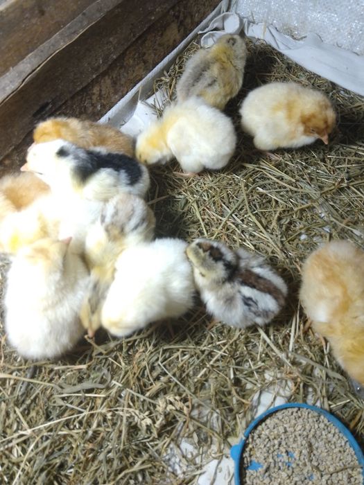 Курчата домашні  мішані