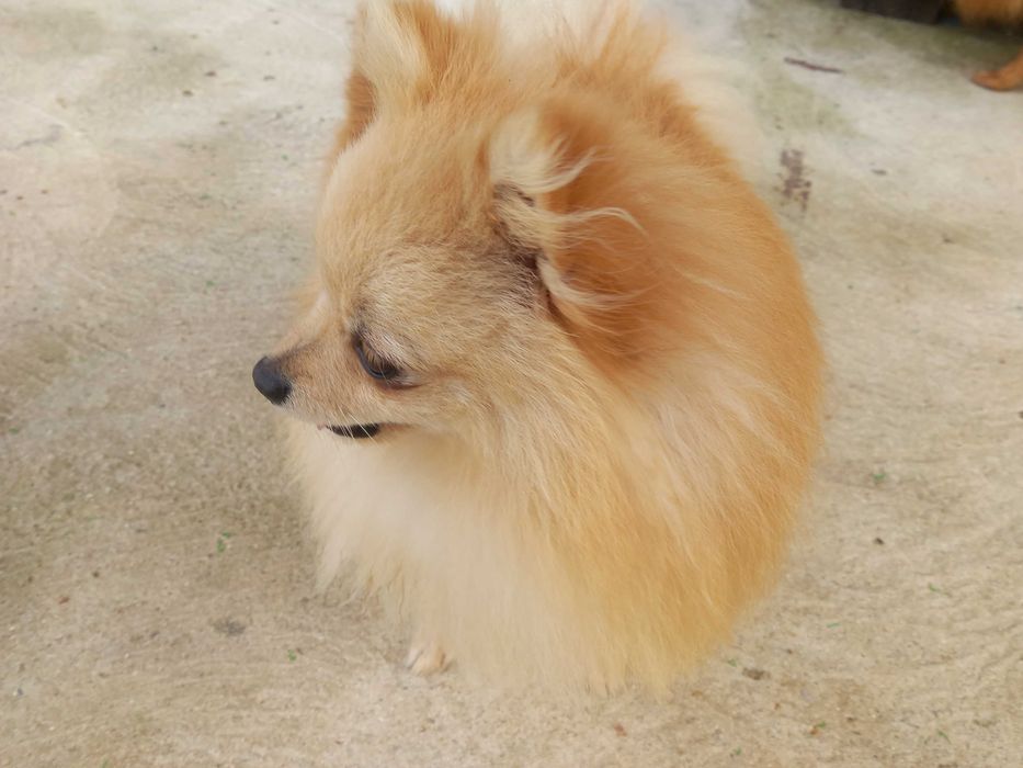SPITZ POMERÂNIA     cachorro macho para acasalar