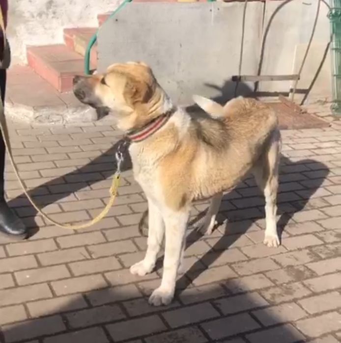 Продам суку "Кавказький Вовкодав"..