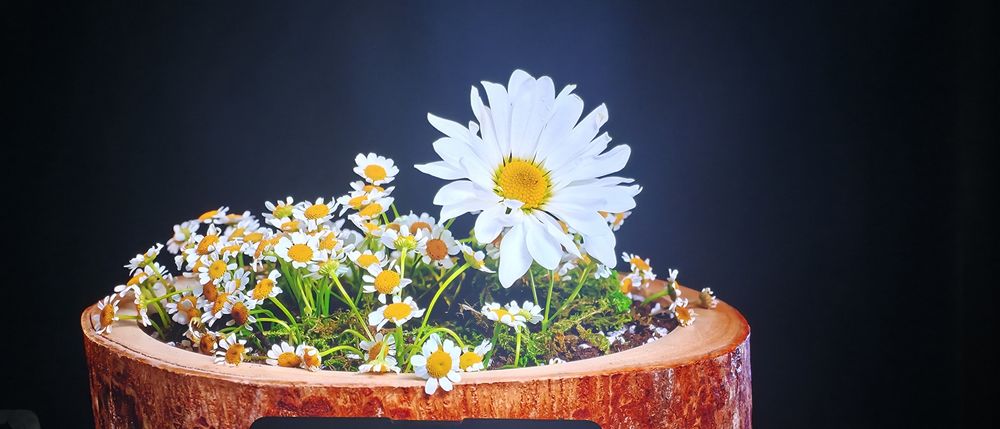 Televisão LG OLED 55B9PUA 55"