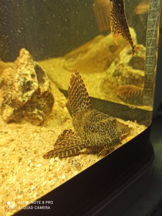Plecostomus grande