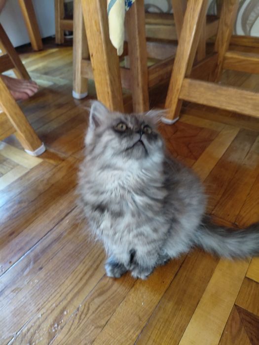 Кошенята шотланці