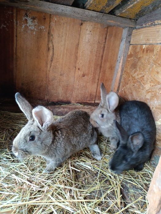 Кріль,  2 шт кролиці та 3шь 2міс.кроленят