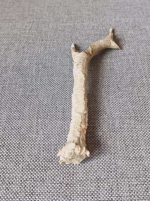 Róg sarny, wysokość 20cm