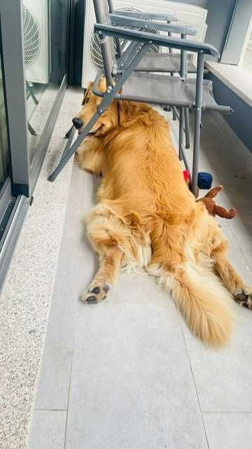 Excelente Fêmea Golden Retriever com LOP