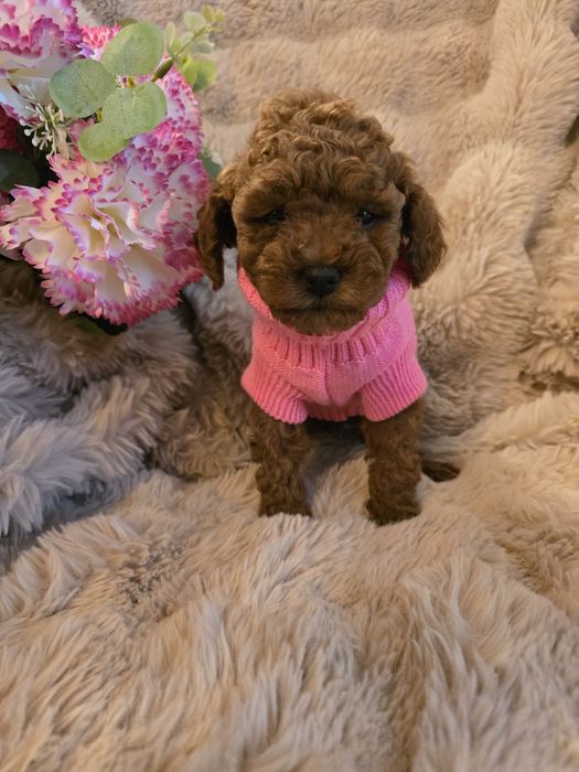 Suczka Pudel Toy red badania genetyczne rodziców