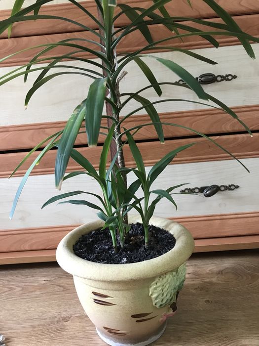 Драцена, невибаглива