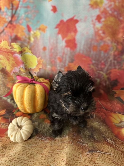 Yorkshire Terrier
