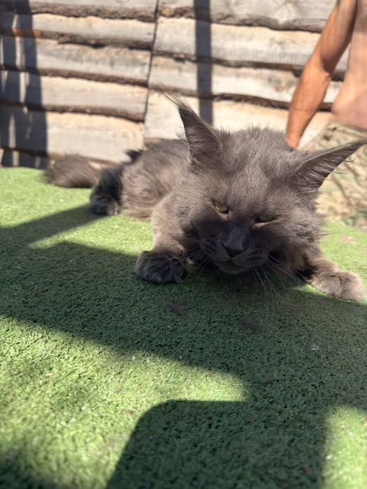 Maine Coon kocur MCO a