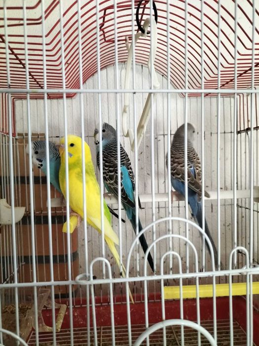 Periquitos zona de Leiria