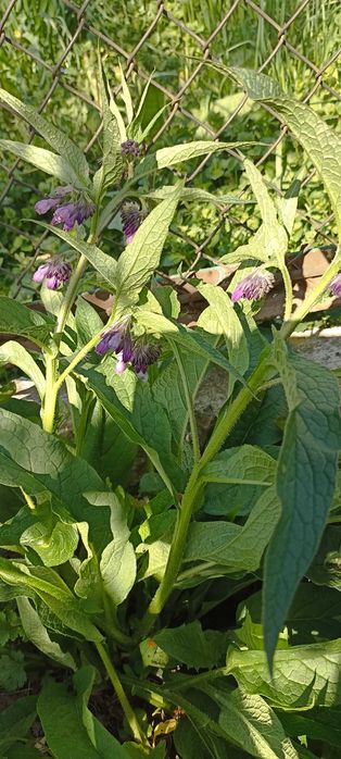 Продам рослину Живокіст