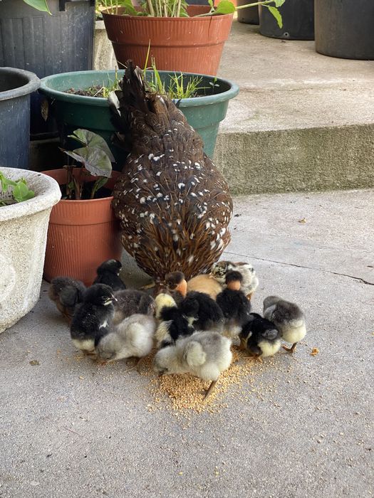 Pintainhos de várias raças