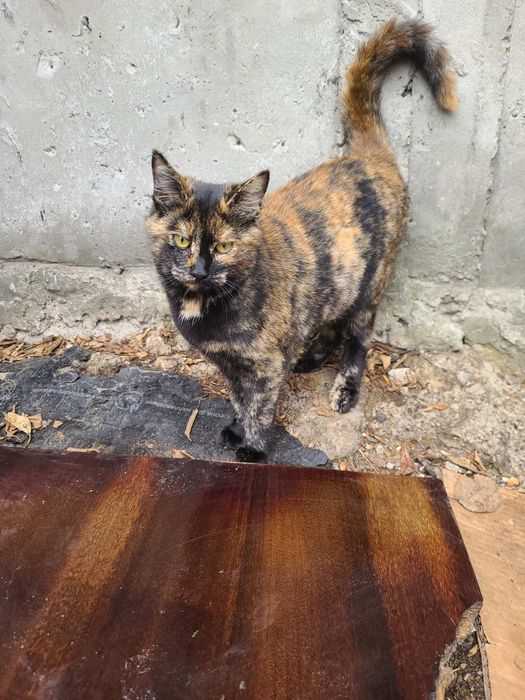 Кицюня, 7 міс. Кішка, кошеня