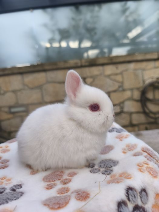 Coelho anão holandês (Netherland Dwarf)