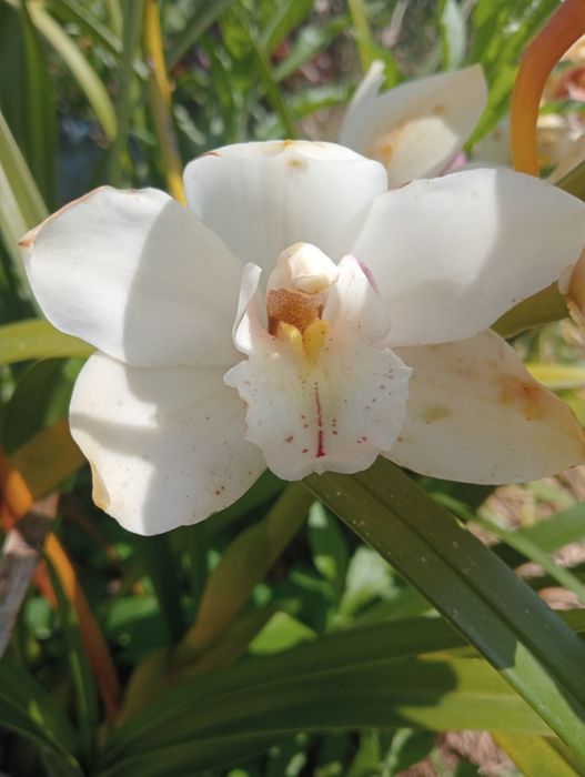 Orquídea pérola grande 2€ cada muda