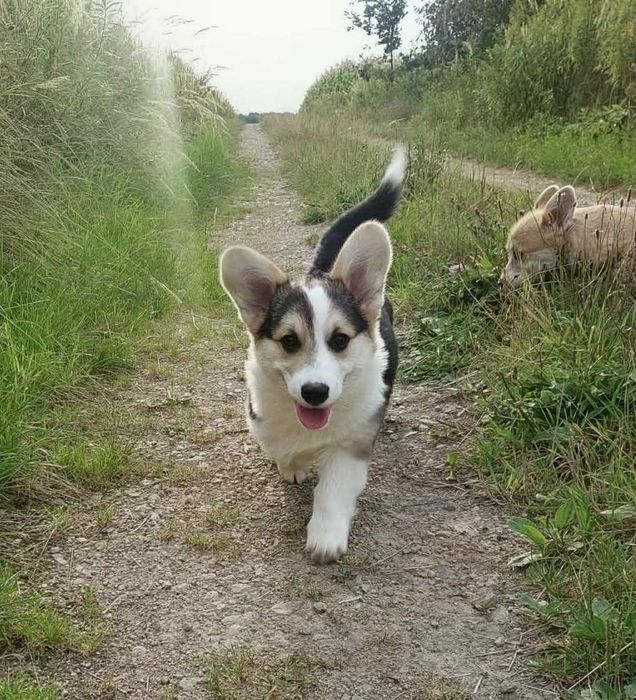 Welsh Corgi Pembroke piesek tricolor długi ogonek hodowla KAMA