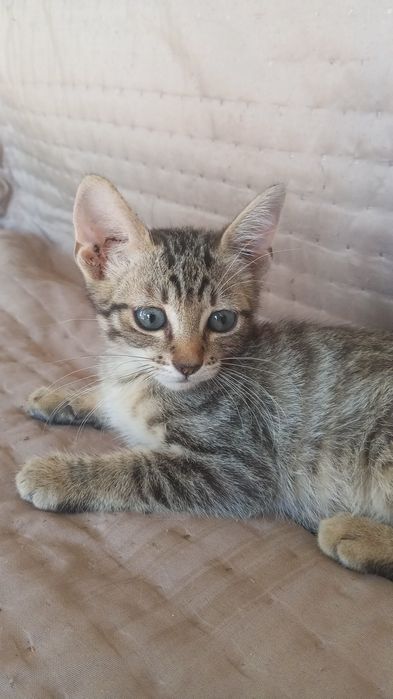 Gatinhos para adoção responsável